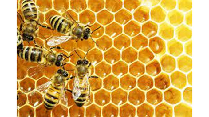 ZimBA-BEE project advances Zim’s bid to export honey to EU