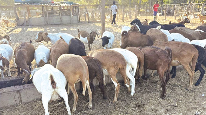 Breeding programme essentials for goats, sheep