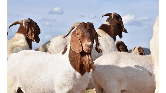 Essentials of buck selection, management in goat farming