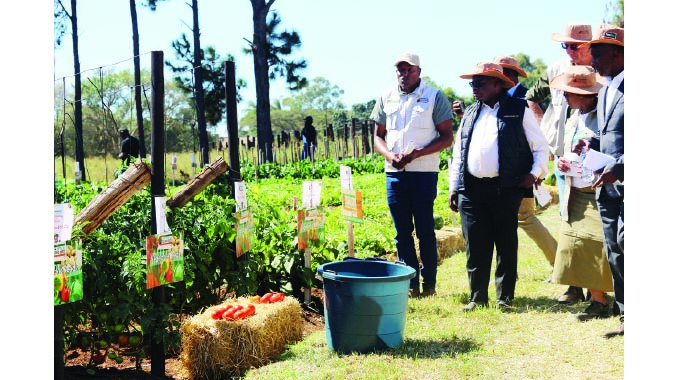 Seed firm moves to bridge vegetable gap