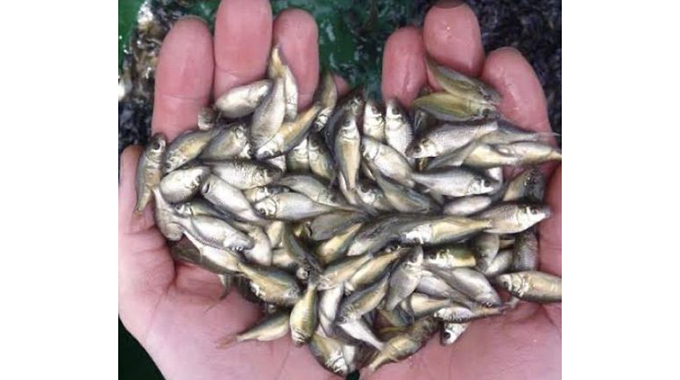 89 million fingerlings to be distributed by 2030