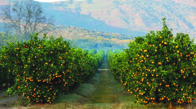 SA, EU enter trade consultations on citrus standoff