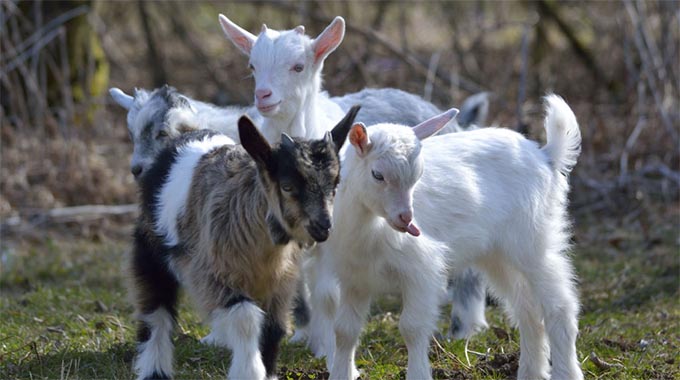 Goat kid management tips from pregnancy to weaning