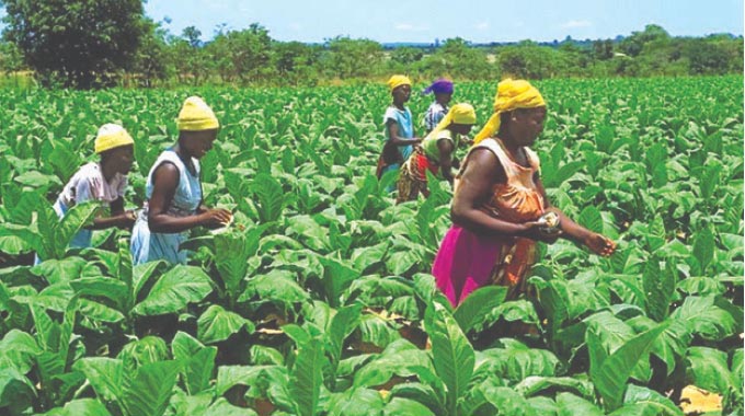 Zim poised for tobacco bumper harvest – herald