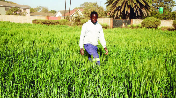 Zimbabwe fast reclaiming bread basket status