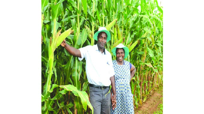 Seed Co forecasts rebound in demand