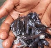 Shot in the arm for cat fish industry
