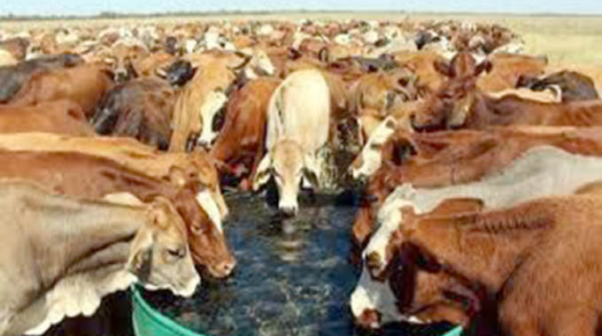 Livestock producers target exports