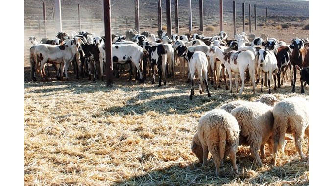 Handling pulpy kidney disease in goats, sheep