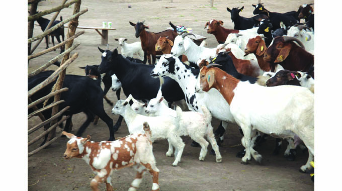 Dealing with orf in goats and sheep