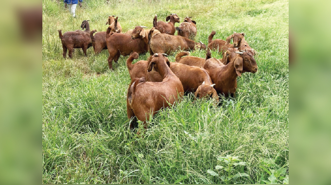 Pedigree goat breeding boost for Matobo villagers
