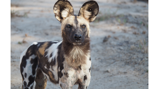 Alarm over dwindling painted dogs