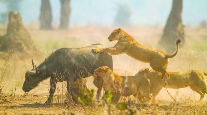 The lion mindset – Lessons on strategy, execution: Part 2