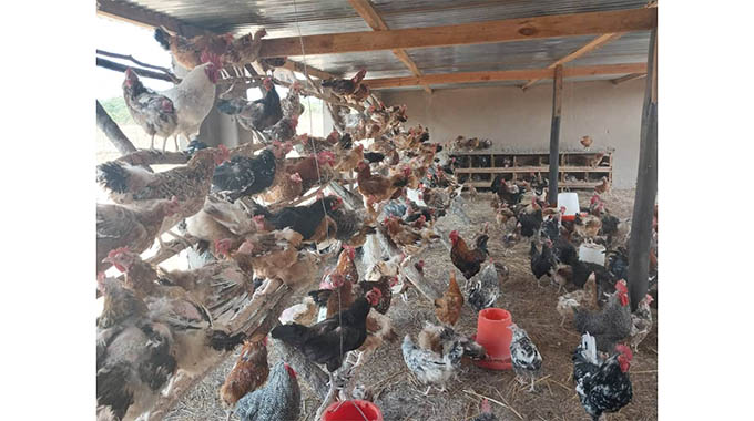 More research needed for free range poultry production