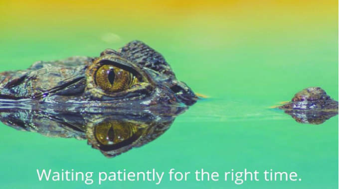 The Crocodile mindset: Lessons on strategy, execution
