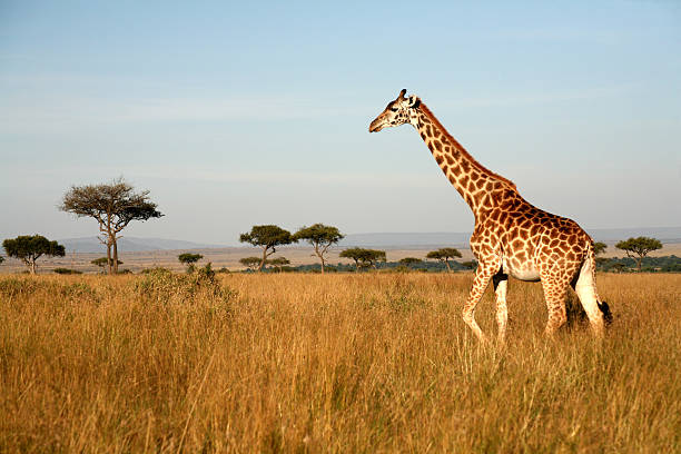 Duo fined for possessing giraffe meat
