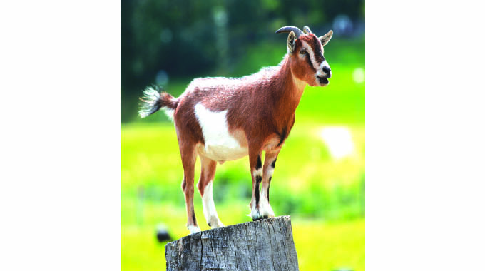 Dealing with heartwater disease in goats and sheep