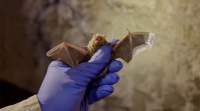 Disease outbreak traced to bat cave