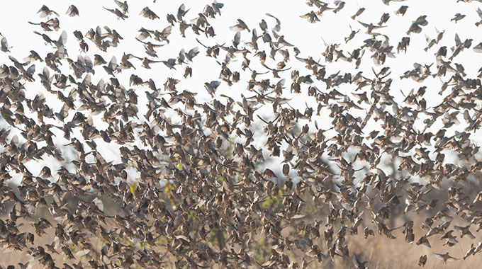 Over half a million quelea birds destroyed to protect wheat harvest