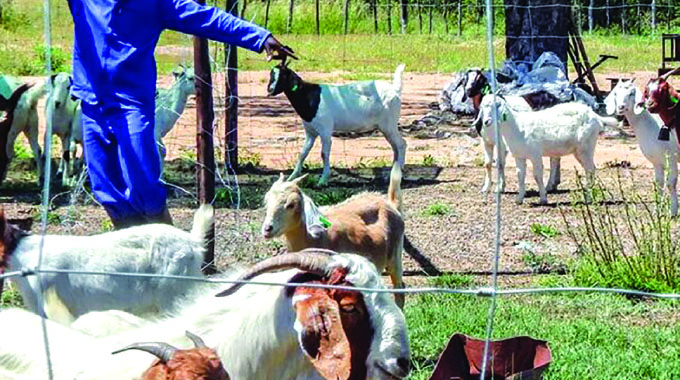 Dealing with pneumonia, foot rot in goats and sheep