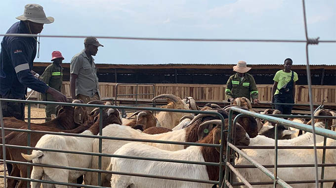 Zimbabwe seeks to boost goat industry