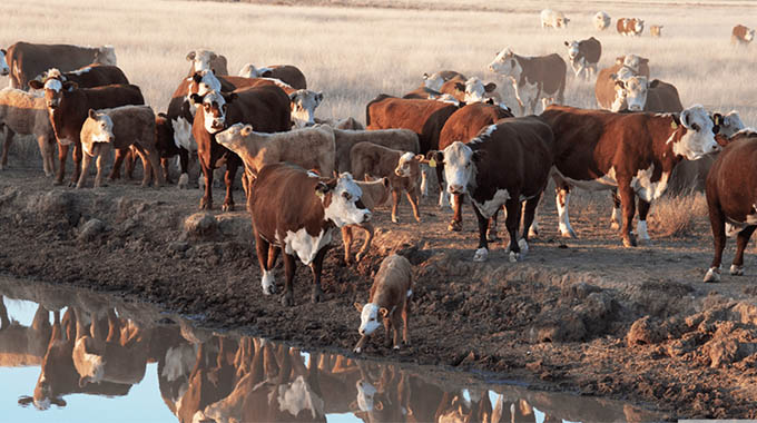 Govt rolls out summer plan to protect livestock