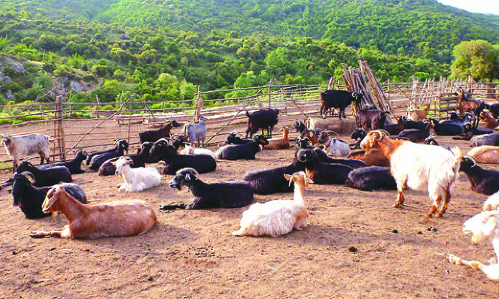Growing threat of antimicrobial resistance in goat, sheep farming