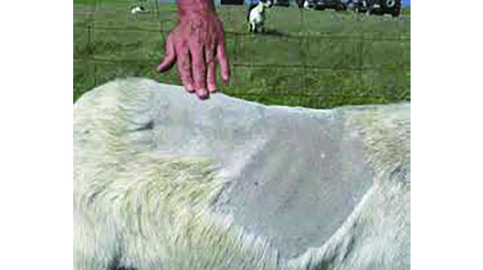 Preparing sheep, goats for breeding season at the onset of the rainy season