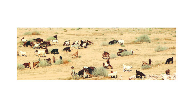 Rangeland management: The key to sustainable livestock farming