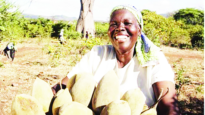 Baobab a superfood with growing global demand