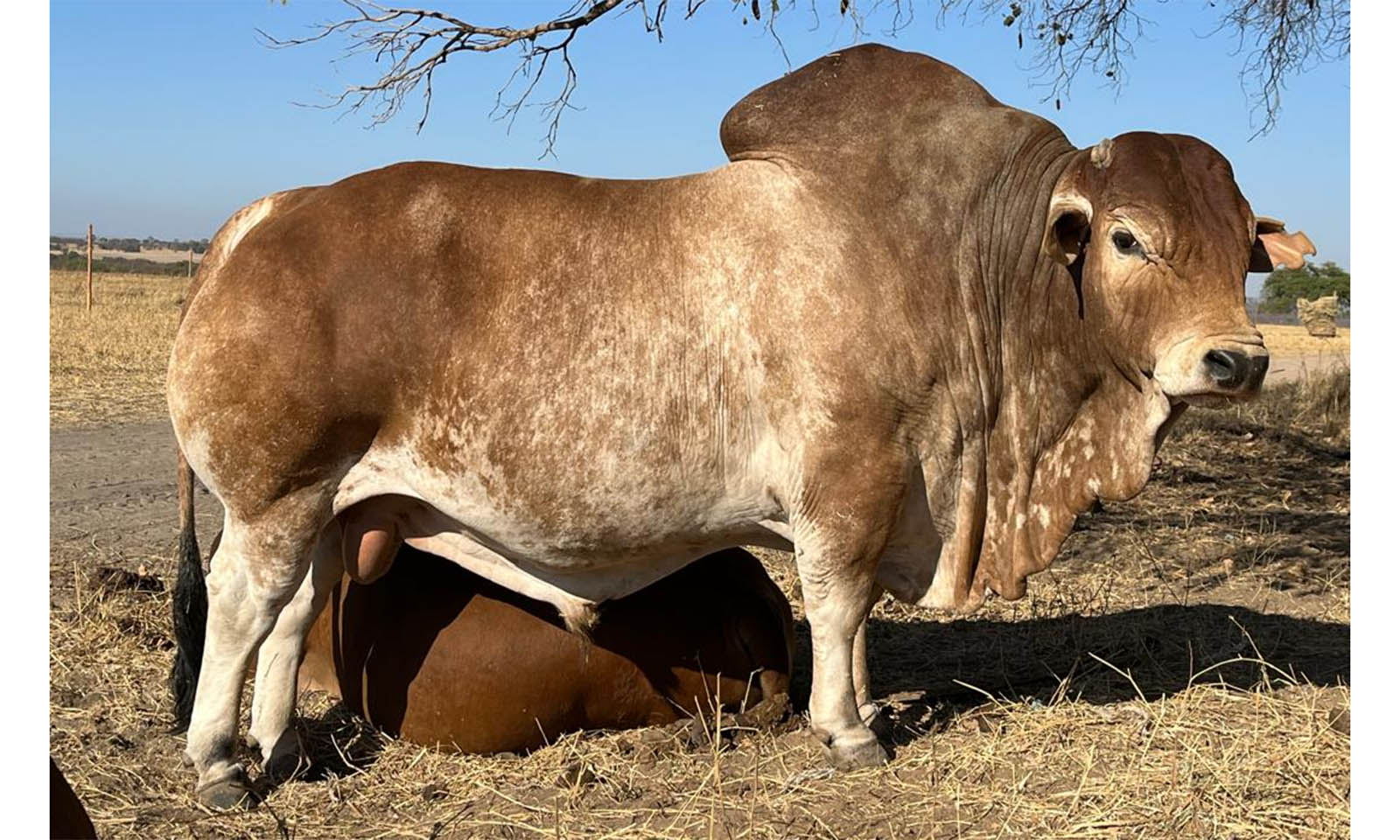 Boran Breeders showcase finest livestock at year-end fatstock show