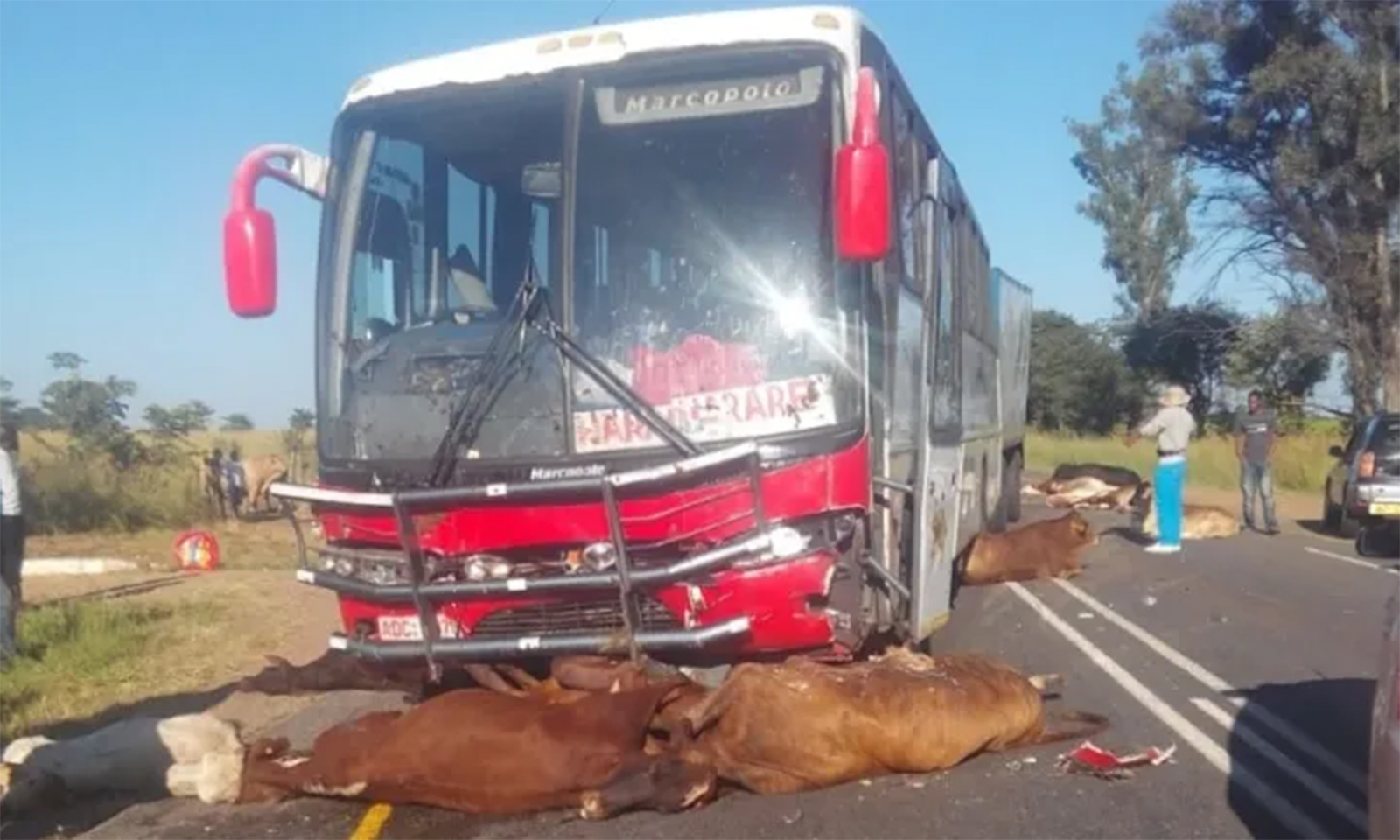 Bus kills 18 cattle on major highway