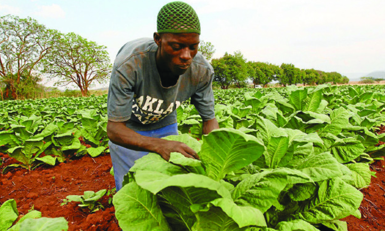 Why Zim deserves recognition, not comparison to Rhodesia