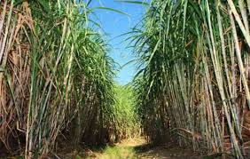Triangle sugar giant embarks on retrenchment exercise