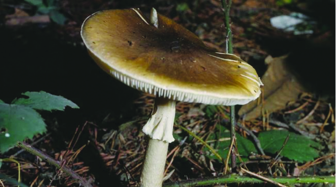 Deadly lookalikes: The perils of consuming wild mushrooms