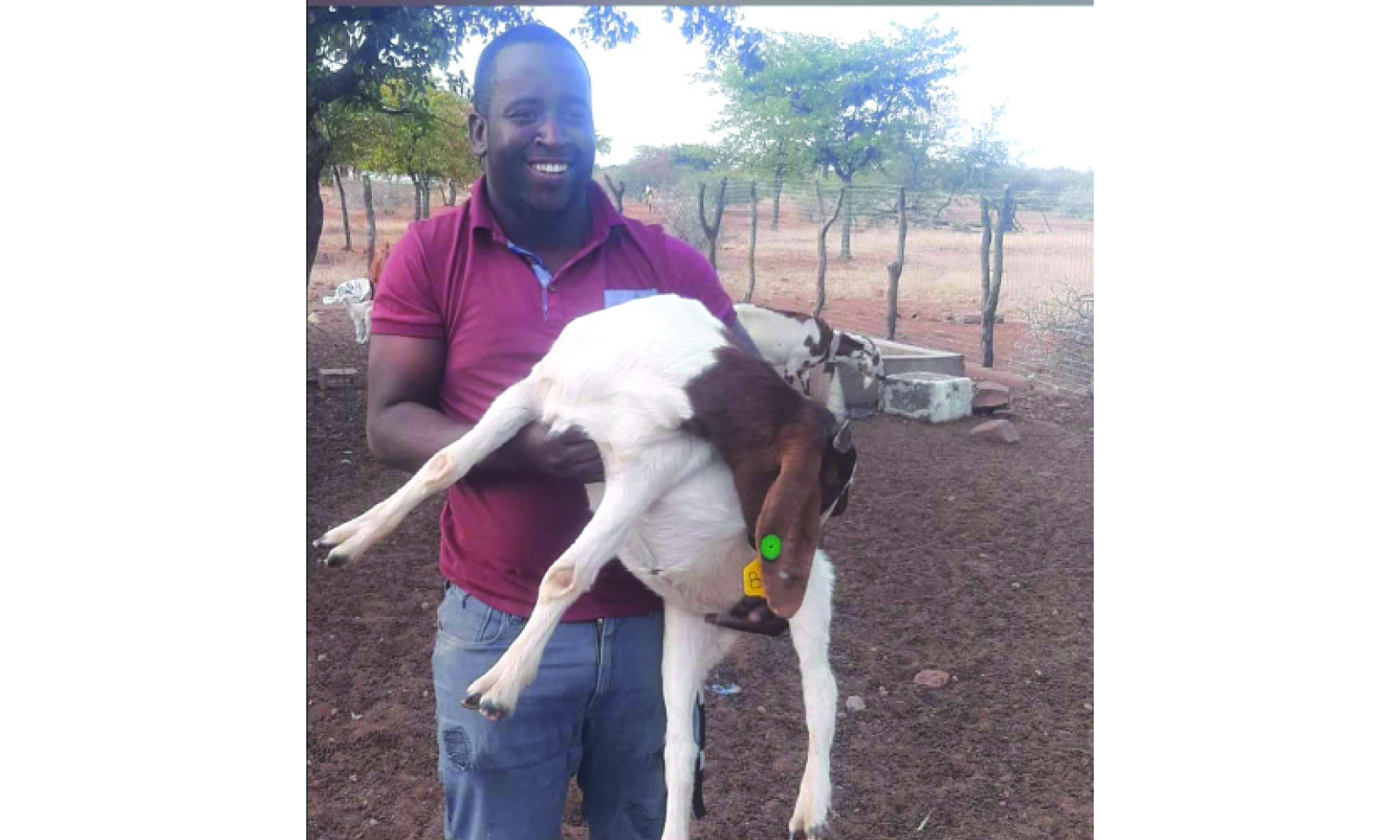Improved breeds boost rural economy