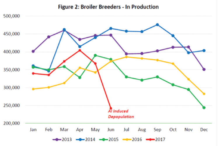 Bird flu culls damage poultry sector