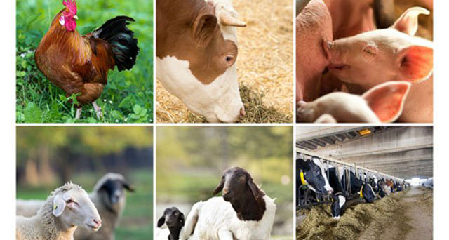 Govt sets up modalities for Command Livestock