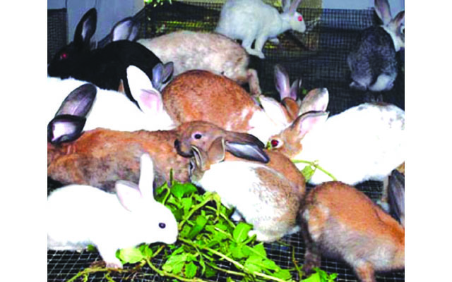 Opportunities for small business in agric