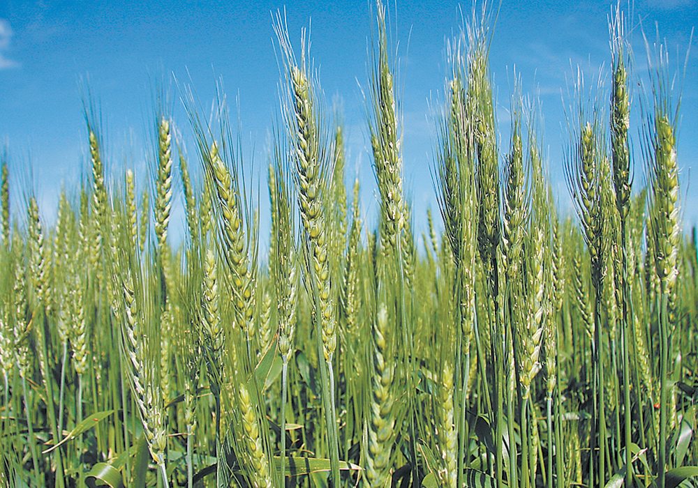 Wheat production: A preparatory guide