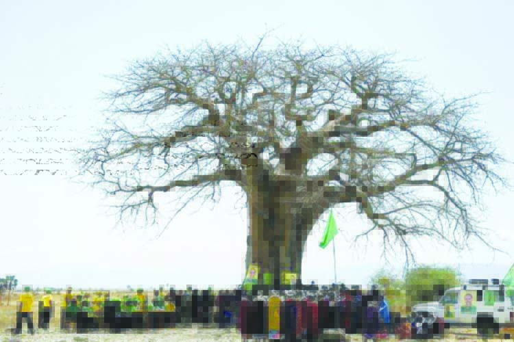 ‘Shocking’ die-off of Africa’s oldest baobabs: Study