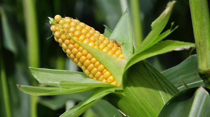 Unscrupulous maize traders warned