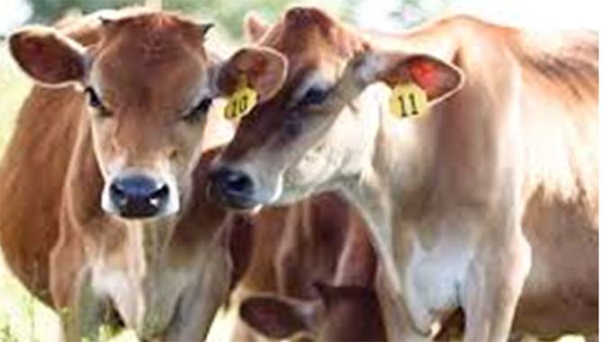 January disease resurfaces