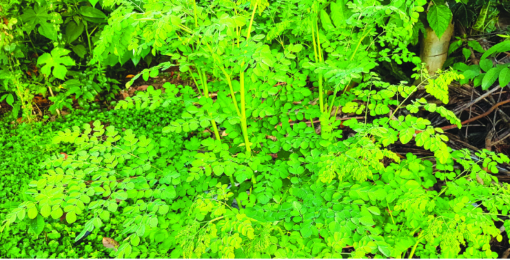 Health benefits, medicinal uses of Moringa Oleifera