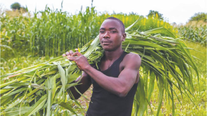 Medium-scale farms on the rise in Africa