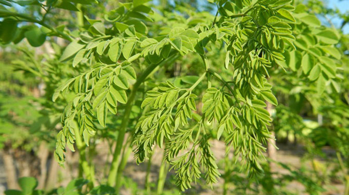 Moringa: a US$2bn market