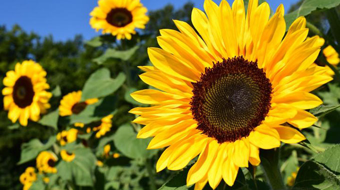 A guide to sunflower production