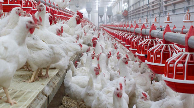 CFI to capitalise Crest Poultry Group