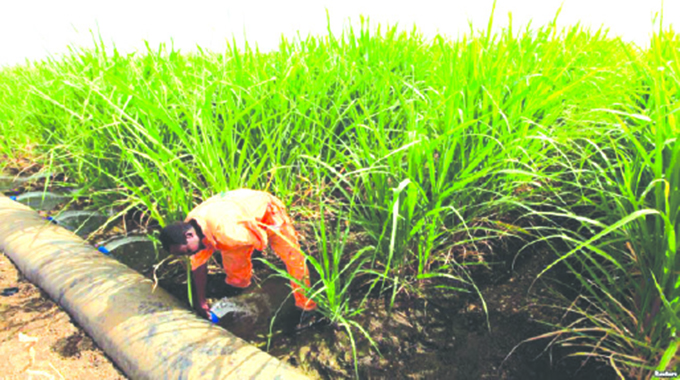 Land clearing underway for Project Kilimanjaro