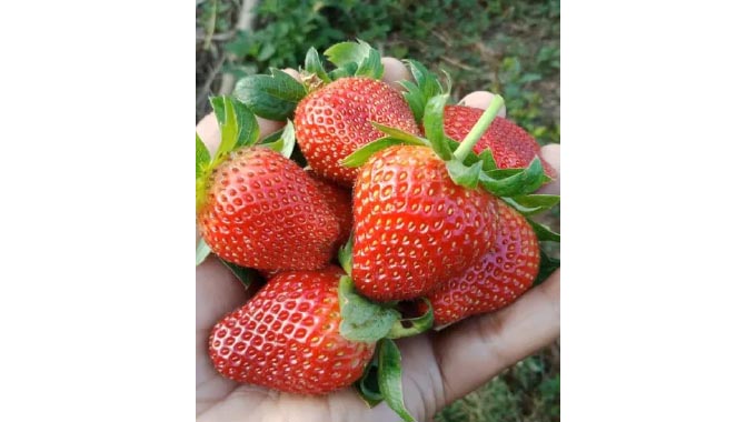 How to start, grow strawberry farming business